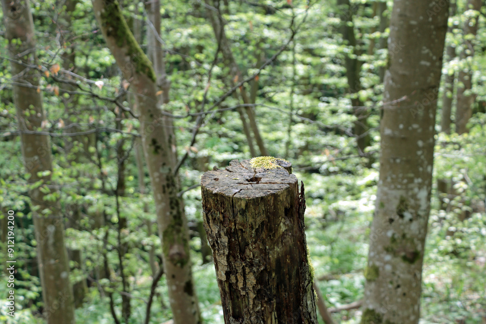 trunk of a birch