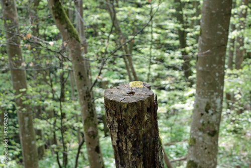 trunk of a birch