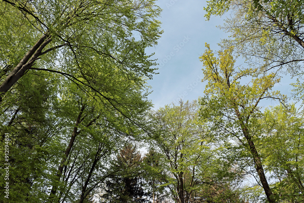 Obraz premium trees in the sky