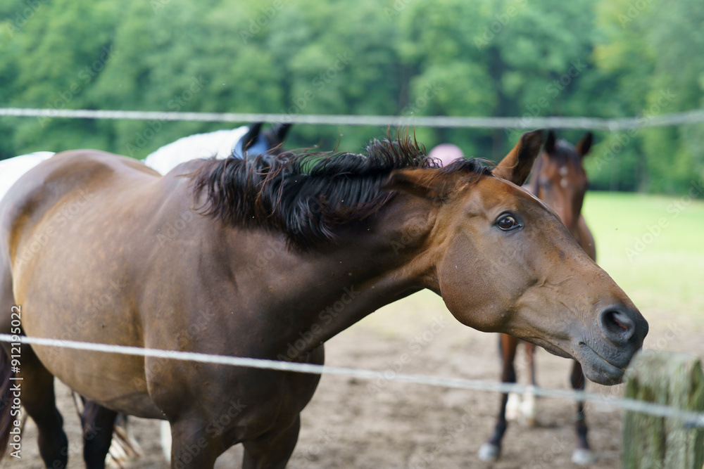 Fototapeta premium A beautiful horse standing alone in a paddock
