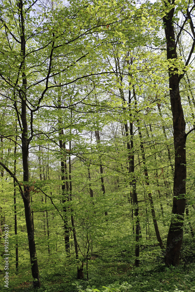 Fototapeta premium spring in the forest