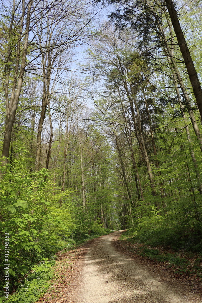 Fototapeta premium path in the woods