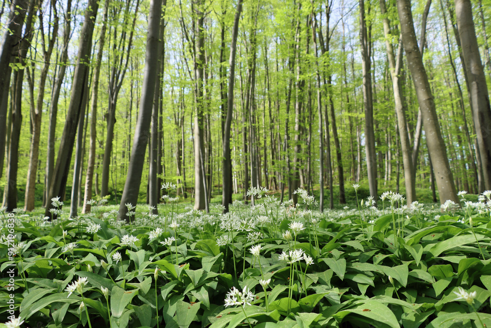 garlic in the forrest garlic in the forrest