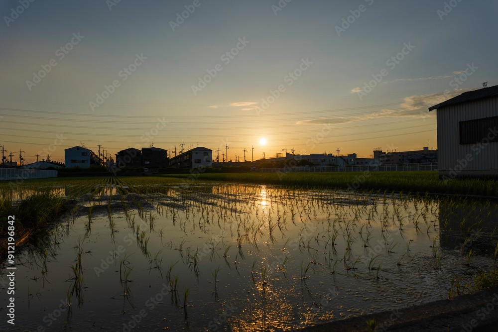 Fototapeta premium View of dusk time in paddy field of farmland,sunlight