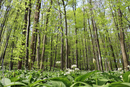 wild garlic in the forrest