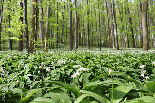 wild garlic in the woods