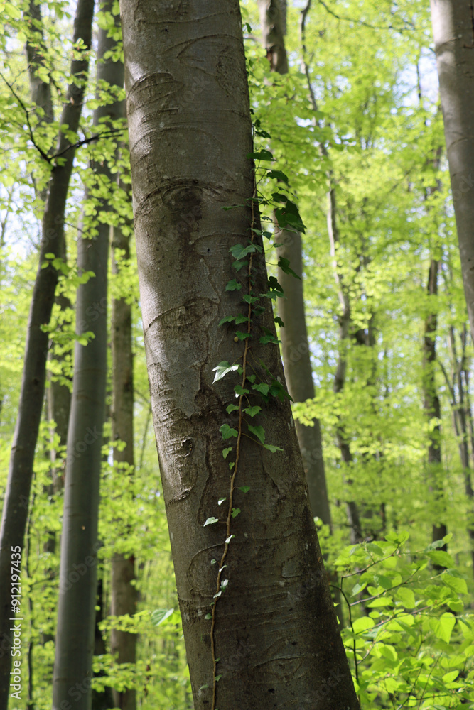 tree in the forest tree in the forest