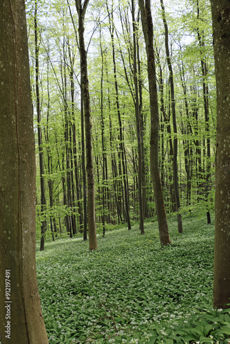 footpath in the woods