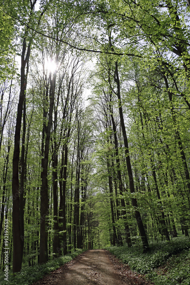 Fototapeta premium path in the forest