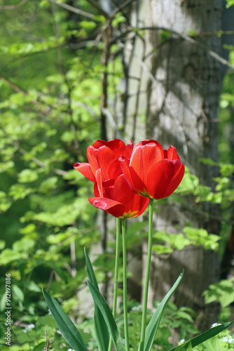 red tulip in the garden