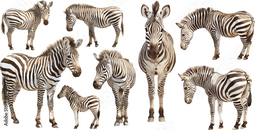 zebra watercolor clipart