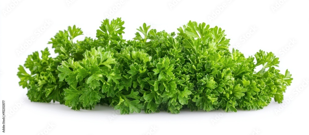 Obraz premium Fresh Green Parsley on White Background