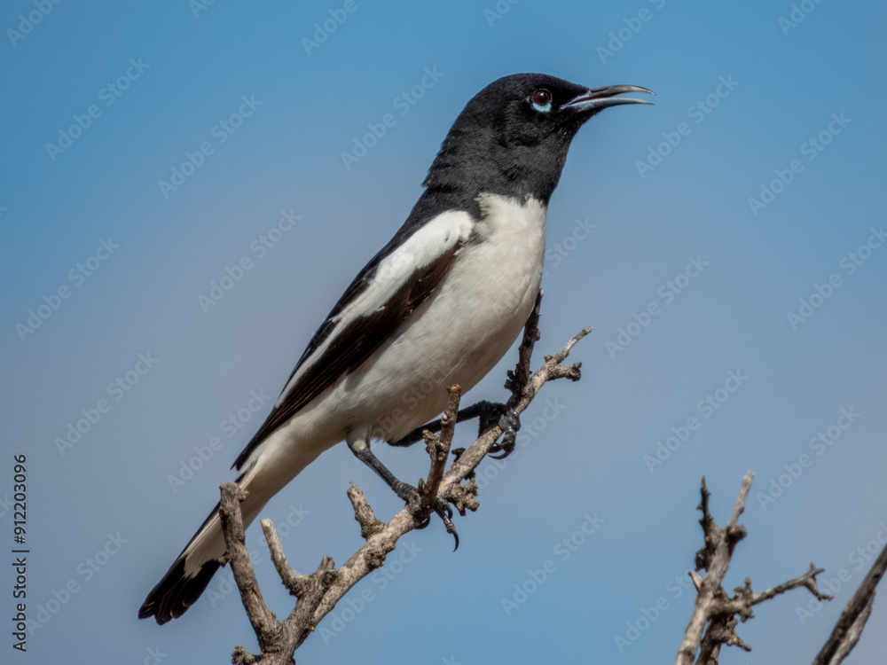 Pied Honeyeater - Certhionyx variegatus in Australia Pied Honeyeater - Certhionyx variegatus in Australia