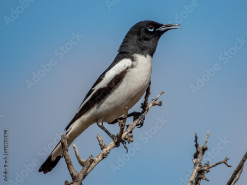 Pied Honeyeater - Certhionyx variegatus in Australia