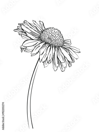 The sketch of a blooming field chamomile.