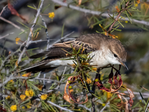 White-winged Triller - Lalage tricolor in Australia photo