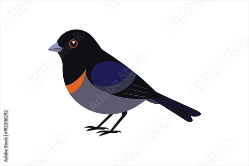  Dark Eyed Junco animal Vector artwork illustration photo