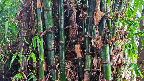 Dense cluster of green bamboo stems with vibrant leaves