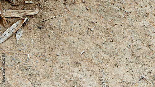 Dry soil scattered with fallen leaves and small debris, depicting a barren