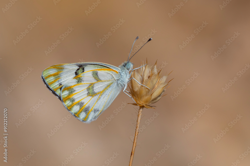 white butterfly on dry grass, Desert White, Pontia glauconome