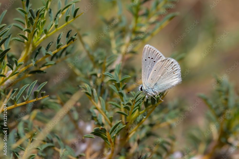 pale butterfly with light blue wings, Polyommatus isauricus pale butterfly with light blue wings, Polyommatus isauricus