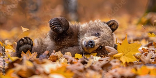 Fotografie majestic adorable brown bear cub rolling in the autumn leaves