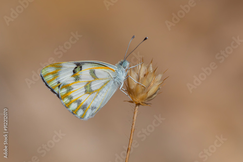 Obraz na płótnie white butterfly on dry grass, Desert White, Pontia glauconome w salonie