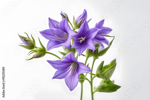 Serbian bellflower flowers on white background, AI Generated