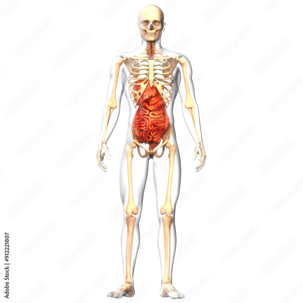 Human Digestive System Anatomy Human Digestive System Anatomy