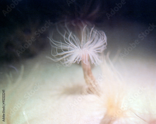 Anemone  photo