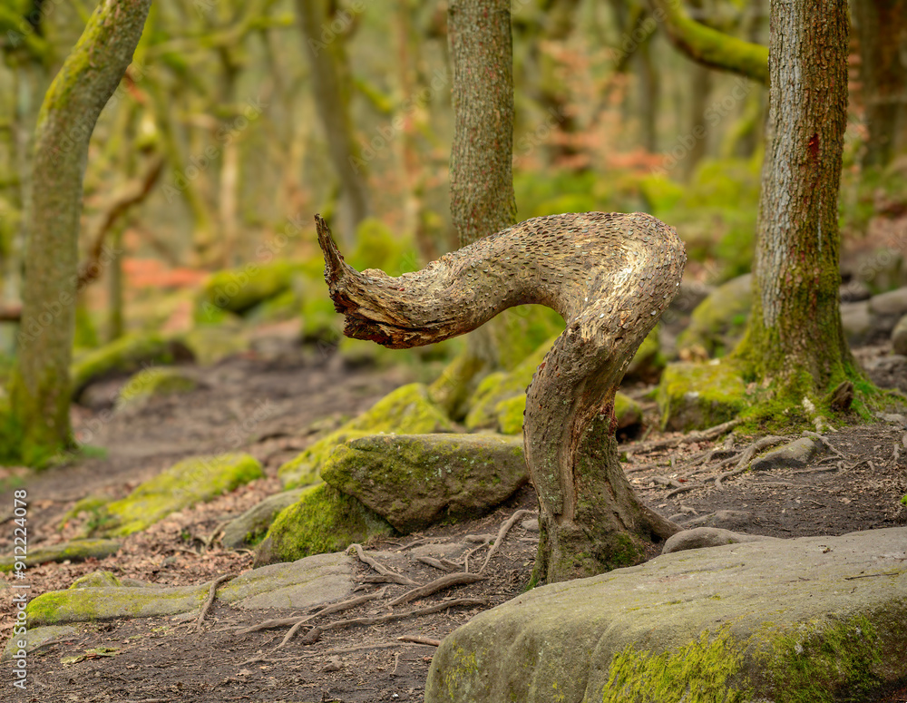 Naklejka premium tree in the forest, Padley Gorge