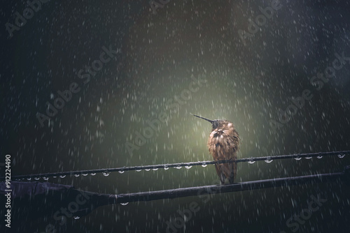 Hummingbird on a wire in the pouring rain