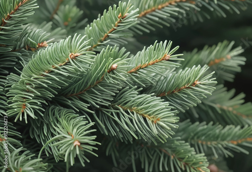 Christmas Fir tree brunch textured Background. Fluffy pine tree brunch close up. Green spruce 