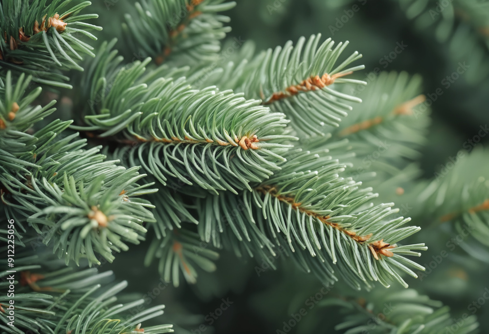 Christmas Fir tree brunch textured Background. Fluffy pine tree brunch close up. Green spruce Christmas Fir tree brunch textured Background. Fluffy pine tree brunch close up. Green spruce