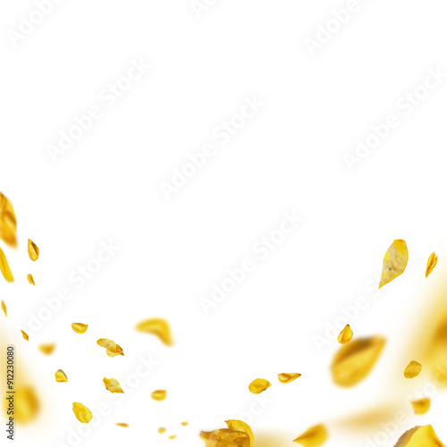 Yellow flying petals frame. Floarl overlay isolated on transparent background