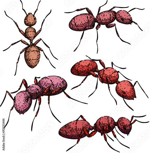 ant set hand drawn. queen worker, soldier nest, foraging insect ant vector sketch. isolated color illustration