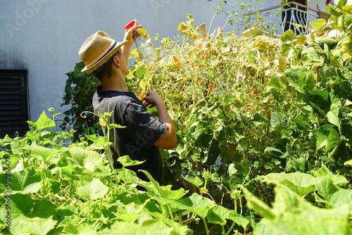 Картината върху платно Pest control with biopreparations: a young man in a hat sprays green beans, rustling on a trellis in the garden