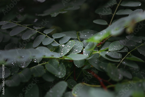 Water droplets on dark green leaves