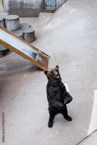 Brown bear standing upright in a concrete zoo enclosure with metal and cylindrical structures waiting for human feed food at Showa Shinzan Bear Ranch, Hokkaido, Japan photo