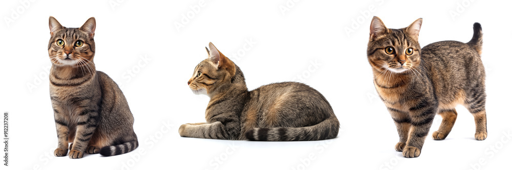 Fototapeta premium Collection of cats in different pose (sitting, laying, standing), animal bundle isolated on white background