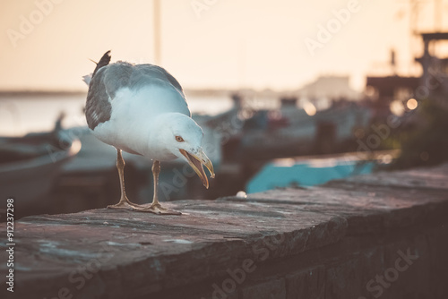 А seagull