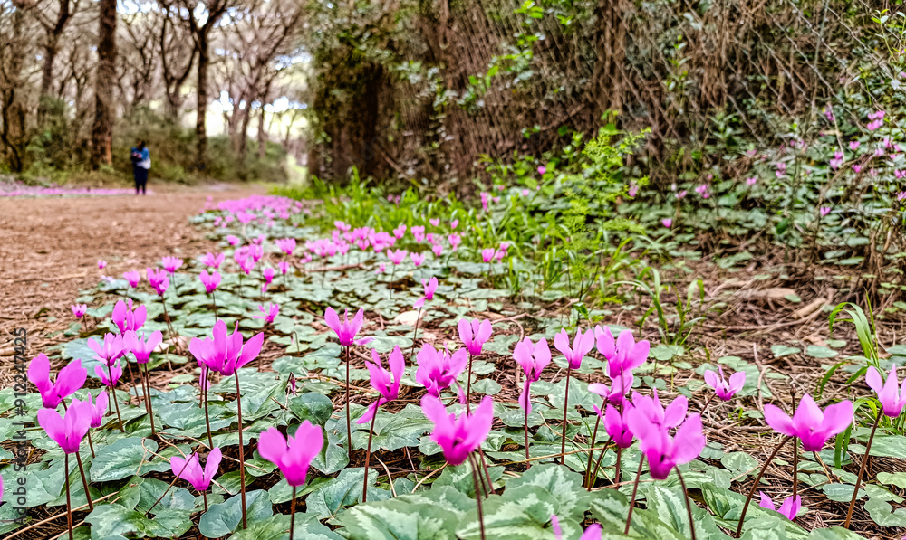 Cyclamen flowering in the Tuscan countryside Italy Cyclamen flowering in the Tuscan countryside Italy