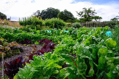 Fotografie swiss chard and lettuces growing on allotment kitchen garden
