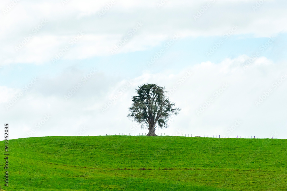 Single Tree in Waikato Region - New Zealand Single Tree in Waikato Region - New Zealand