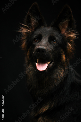 Portrait of a dog on a black background