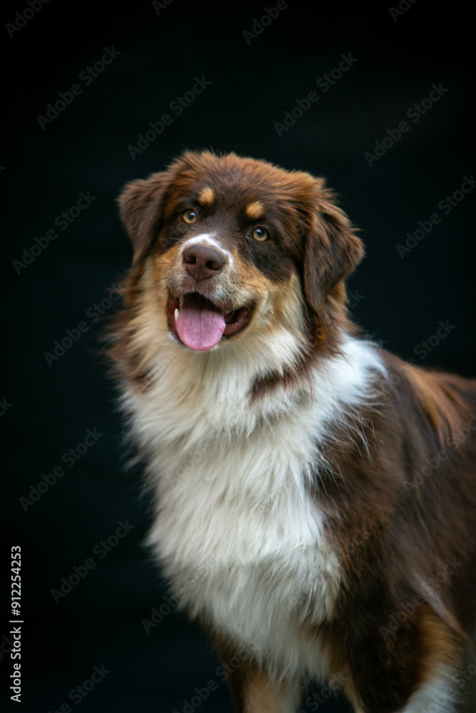 Portrait of an Aussie dog on a black background Portrait of an Aussie dog on a black background