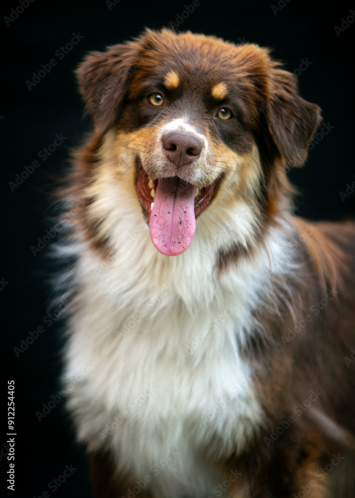 Portrait of an Aussie dog on a black background Portrait of an Aussie dog on a black background