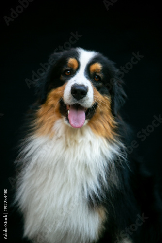 Portrait of an Aussie dog on a black background