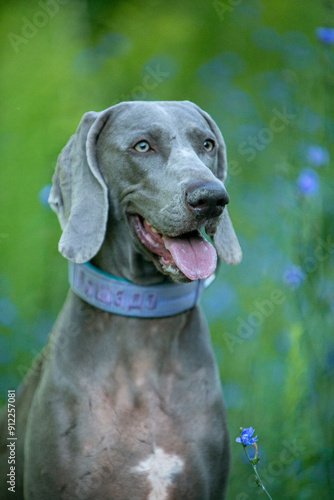 Weimaraner in wild flowers
