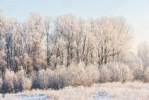 Wallpaper Mural Winter in The Netherlands; frost covered trees and shrubs at sunrise Torontodigital.ca